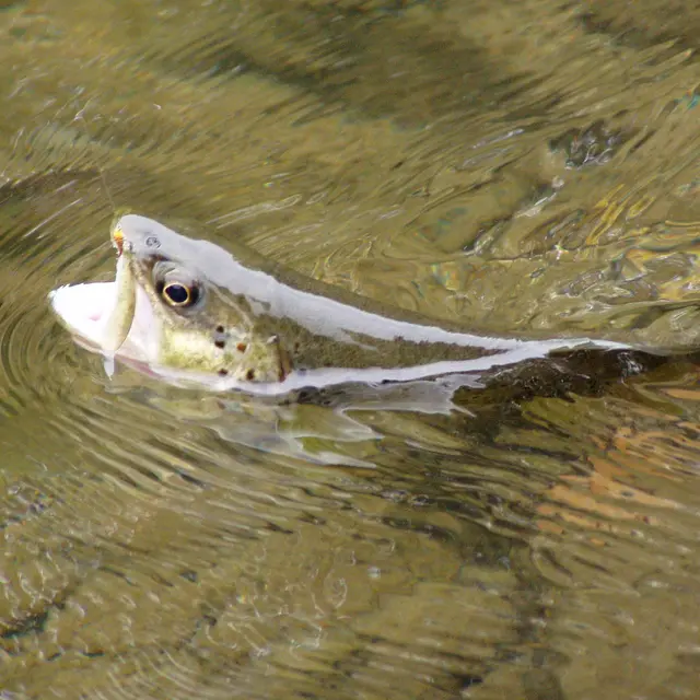 Pêche à Abondance