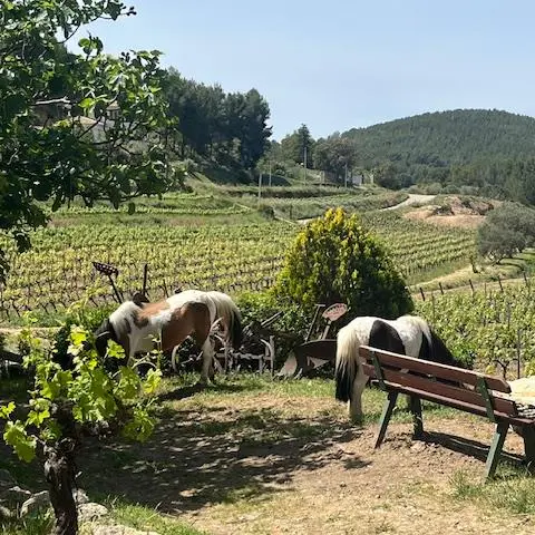 Sur les traces de Don Bosco_La Cadière-d'Azur