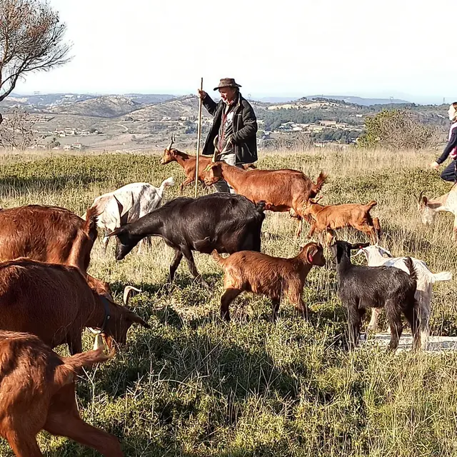 Berger d'un jour_Martigues