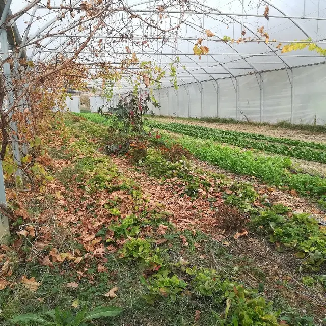 Serre Jardin Élément Terre