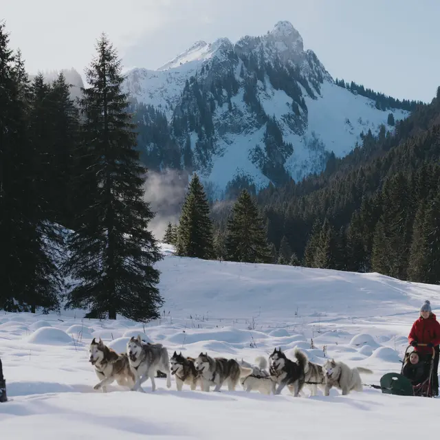Initiation à la conduite d'attelage_Bellevaux