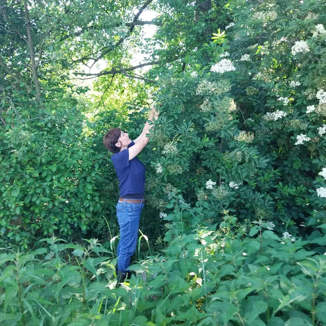 Cueillette Ortie et Fleurs de Sureau