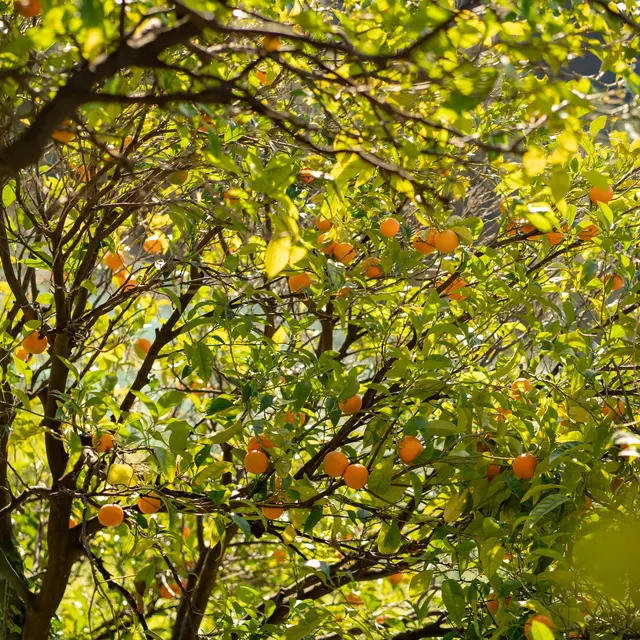Balade nature