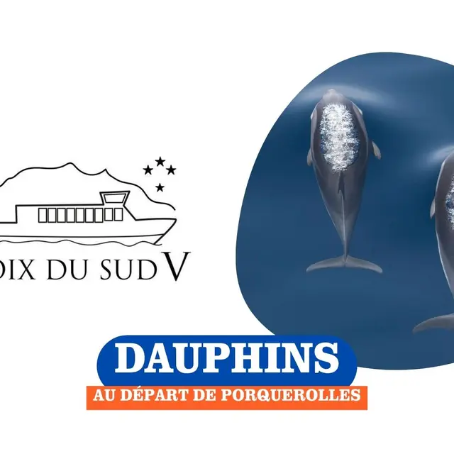 Dauphins au départ de Porquerolles | Croix du Sud V_Sanary-sur-Mer