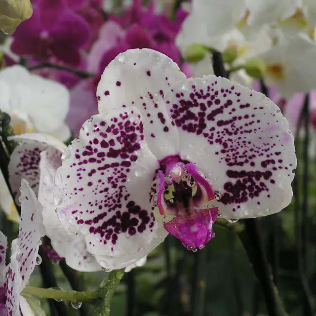 Les Orchidées Vacherot