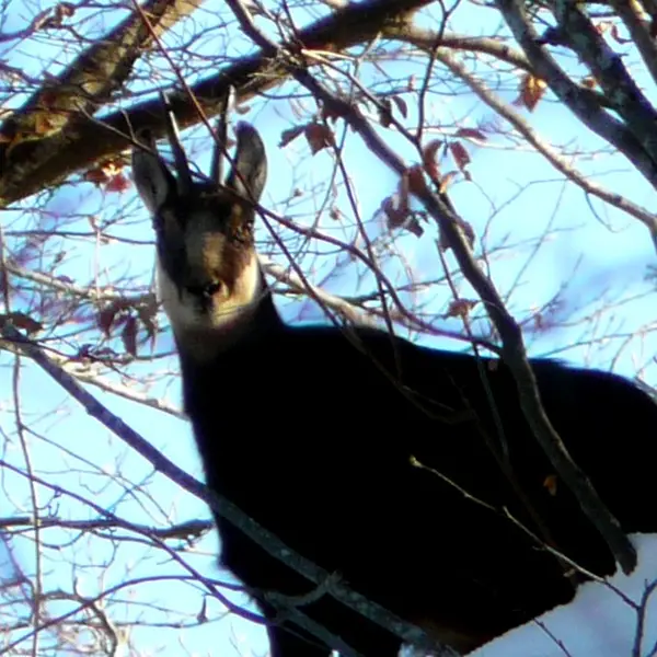Observation des chamois