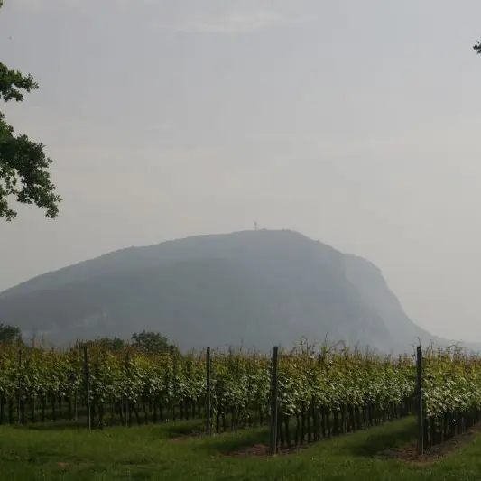 vigne de Carra