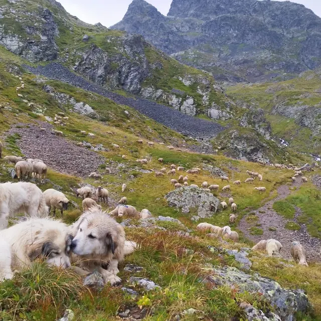 Bergère, chiens et troupeau
