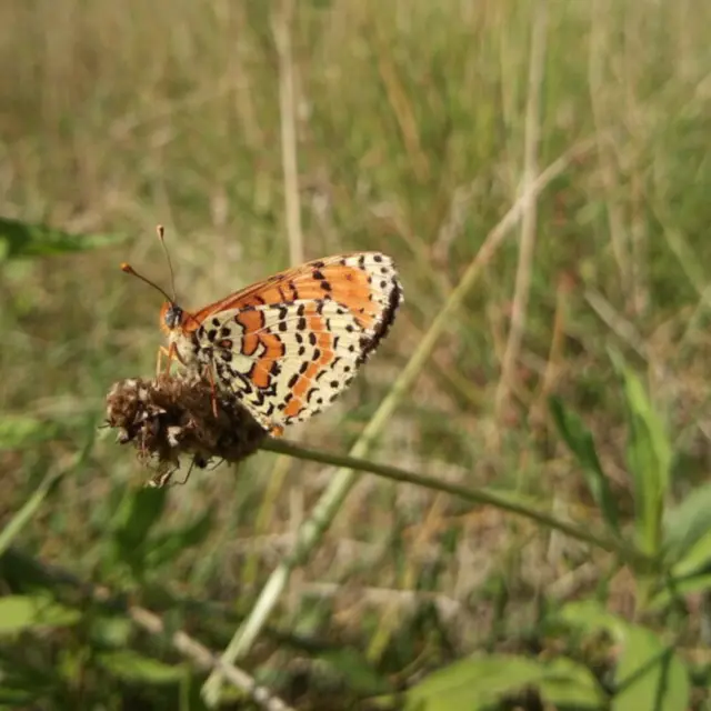 Oiseaux, papillons et insectes_Vailly