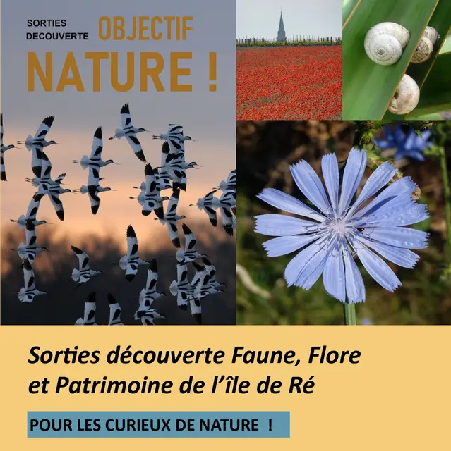 Sortie découverte Faune, Flore et Patrimoine de l'Île de Ré_Loix