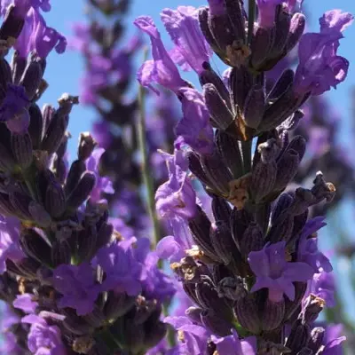 Balade dans les Lavandes en journée ou en soirée  (Eté 2025. )