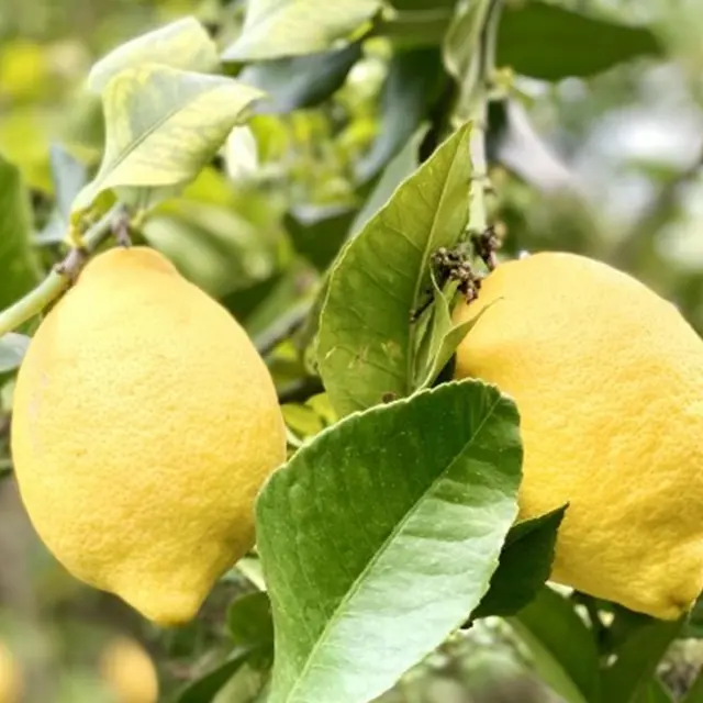 Conférence : Le citron de Menton à l'épreuve du climat_Menton