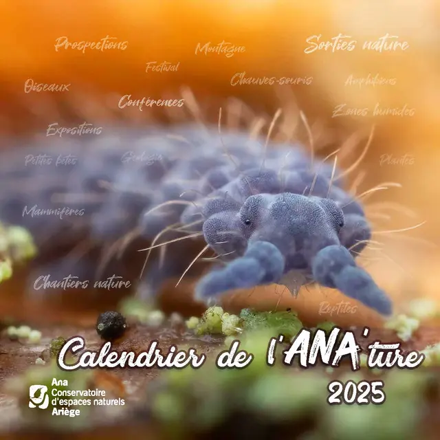 Tiques qui piquent_Lavelanet