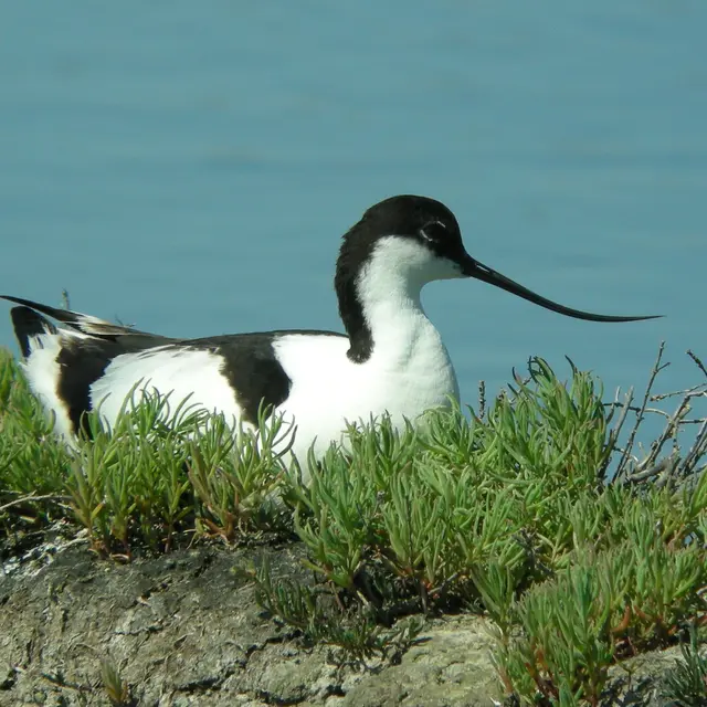 Avocette élégante au nid