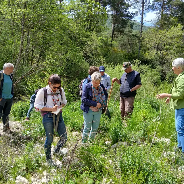 Balade botanique :  L'histoire des plantes du Haut-Var_Brenon