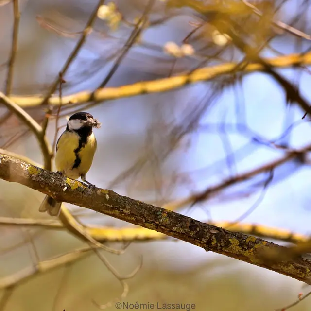 Les rendez-vous du Parc : Initiation aux chants e passsereaux