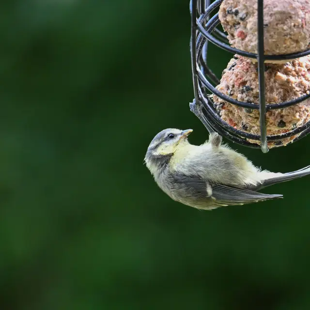 Aider les oiseaux à traverser l’hiver_Villeneuve-lez-Avignon