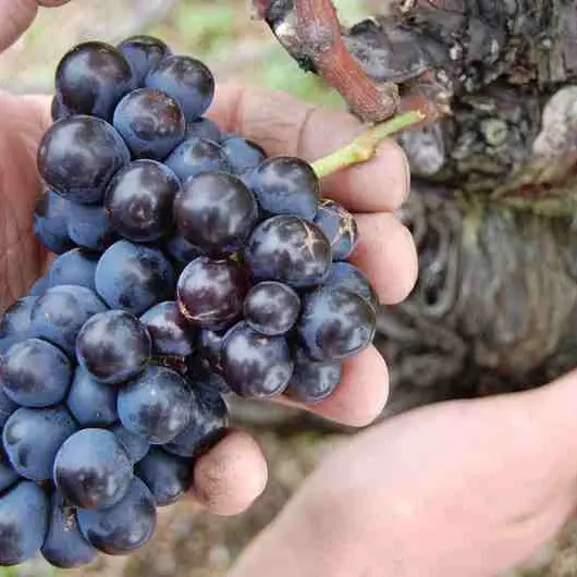 Domaine Sérol