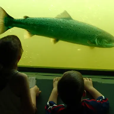 Visite de l'Observatoire des poissons migrateurs_Vichy