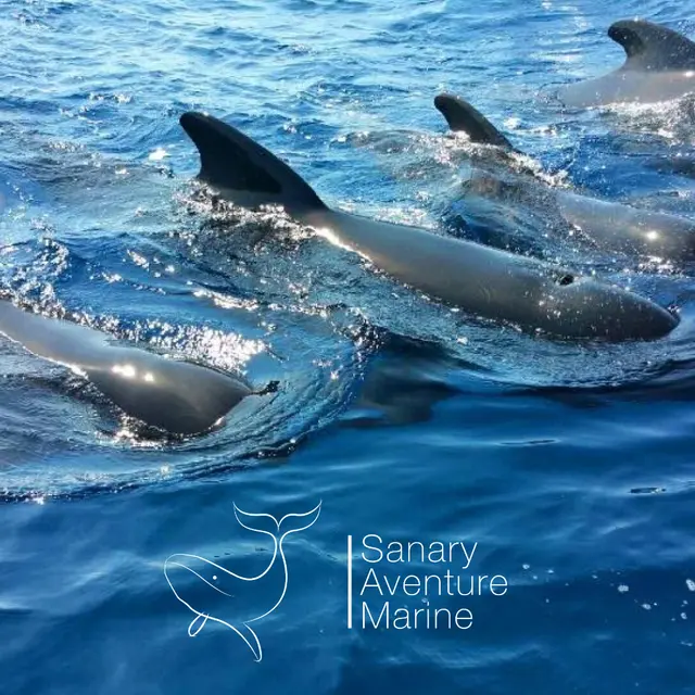 Observation des dauphins & baleines