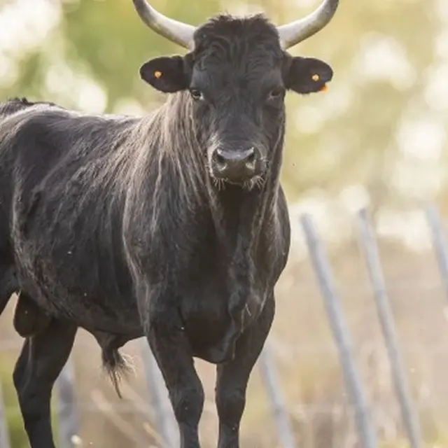 Visite en calèche et animation taurine_Arles