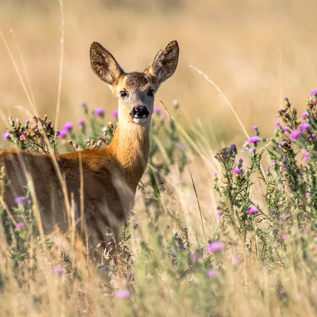 La faune sauvage de la Vallée