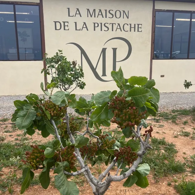 Verger pistachiers