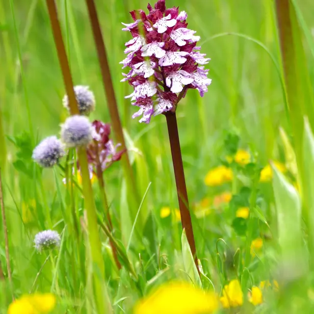 À la découverte des Orchidées de Clamensane_Clamensane