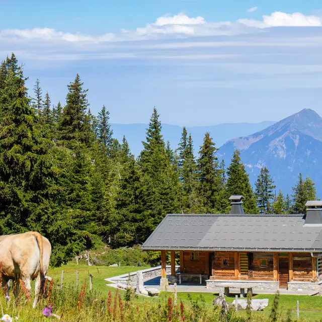 Chalets-Aujon-Mole-Arriere-Plan-Vaches