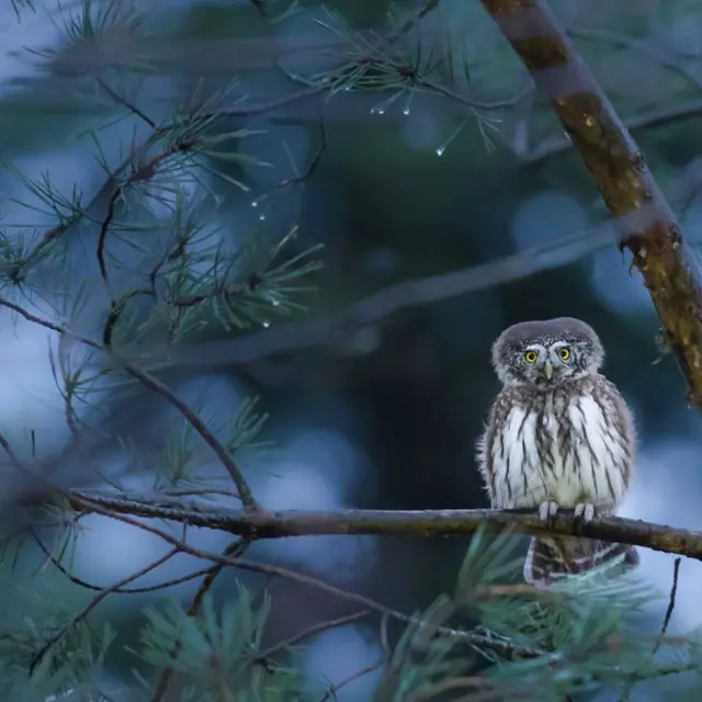 Animation nature: La vie nocturne des êtres vivants_Challex