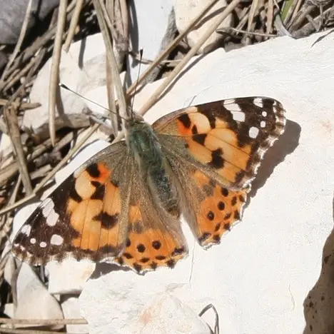 Les papillons de la colline de la Bruyère 