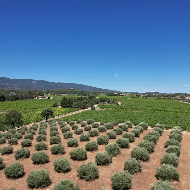 Olives de la Terrasse d'Adrien