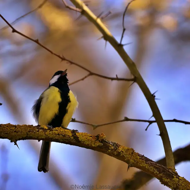 Le Monde des Oiseaux - Rendez-vous du Parc 2026_Faucon