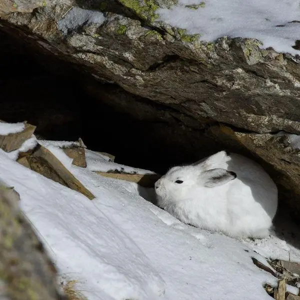 Diaporama suivi d’un échange avec un garde_Le Monêtier-les-Bains