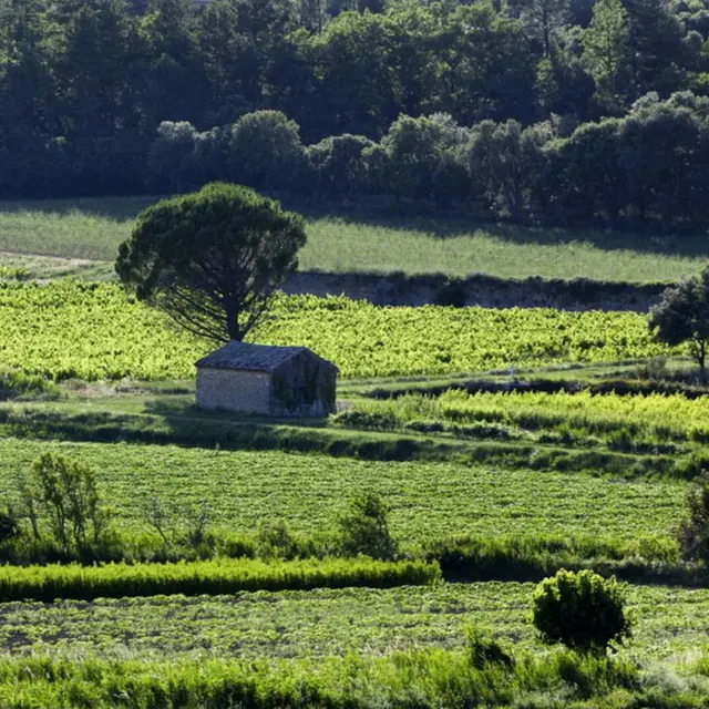 Des vignes et des cabanons