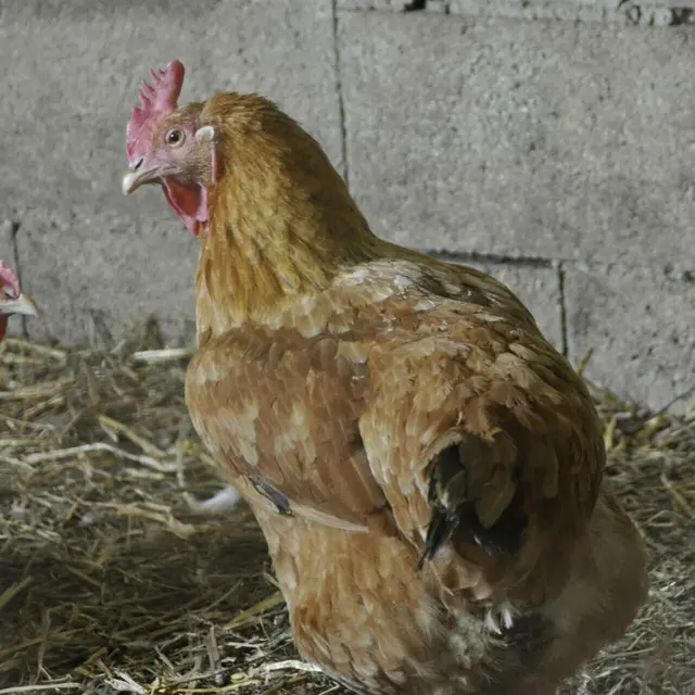 Accueillir une poule chez soi