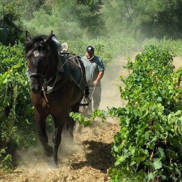 Démonstration - Cheval des vignes_Le Beausset