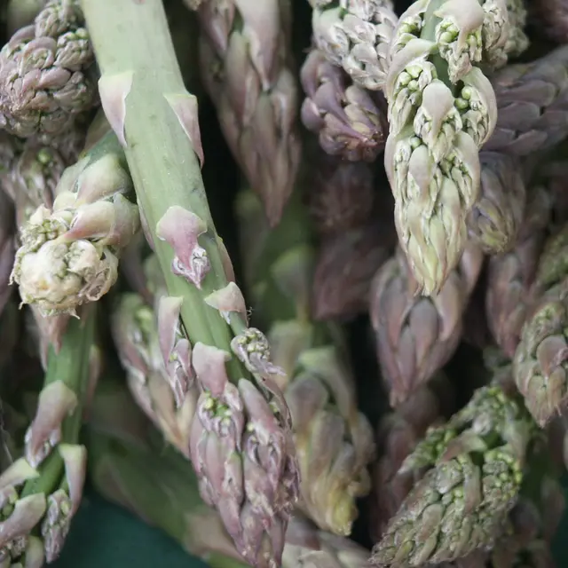 Asperges
