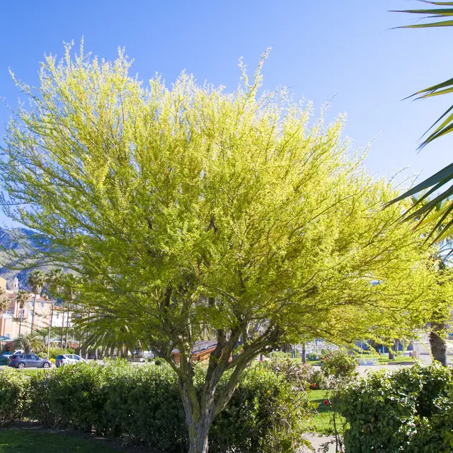Goiffroea Decorticans arbre