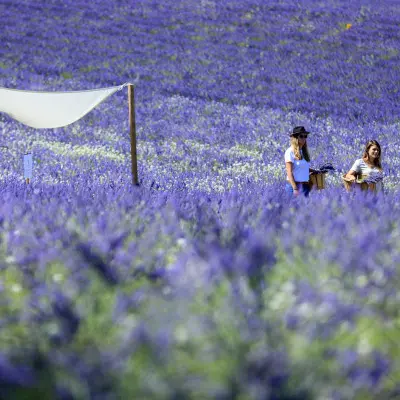 Visite d'un champ de Lavande Aix en Provence