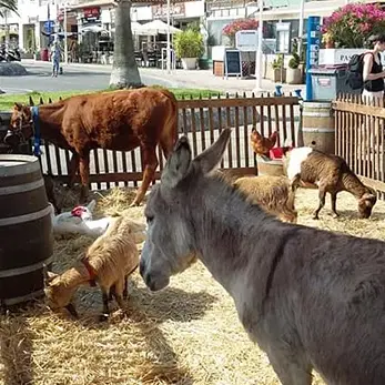 Le Monde Enchanté: La mini ferme pédagogique, balades en calèche, à poney et à dos d'âne_Cavalaire-sur-Mer