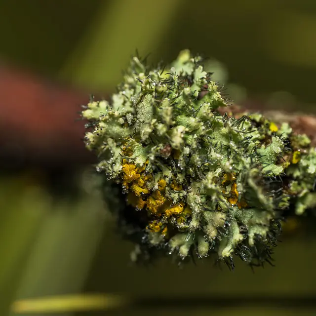 Un Été avec le Parc : Le Monde méconnu des Lichens_Vialas