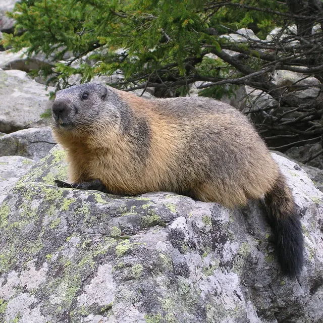 Marmotte