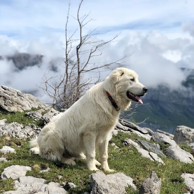 Chiens de protection de troupeaux