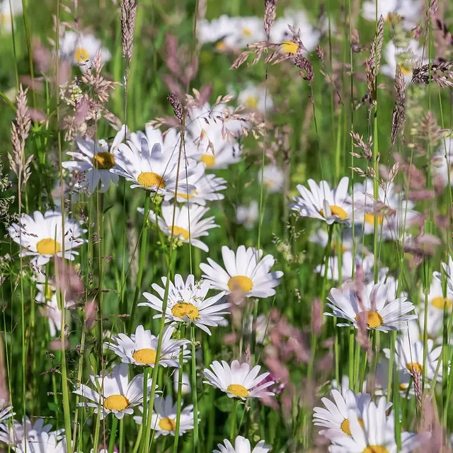Cueillette de plantes sauvages_Chalmazel - Jeansagnière