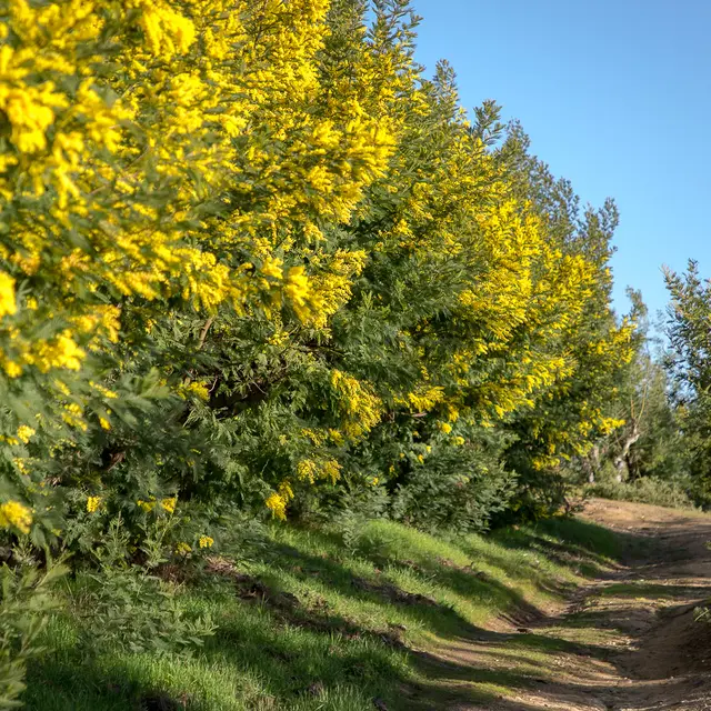 Mimosa Tanneron