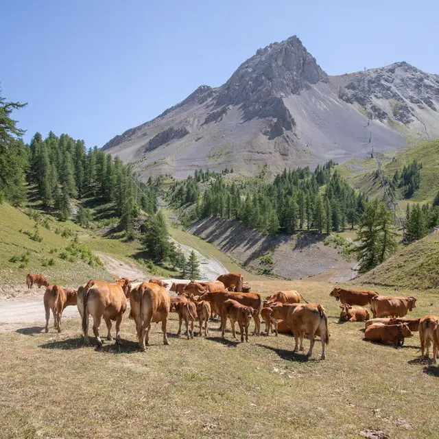 Vaches sur le secteur du Bachas