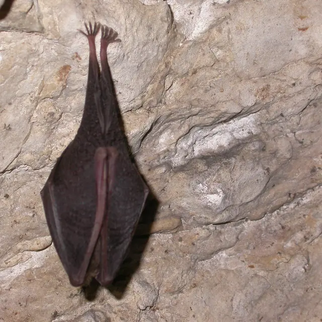 Mission chauves-souris à la RNN de la Grotte de Hautecourt