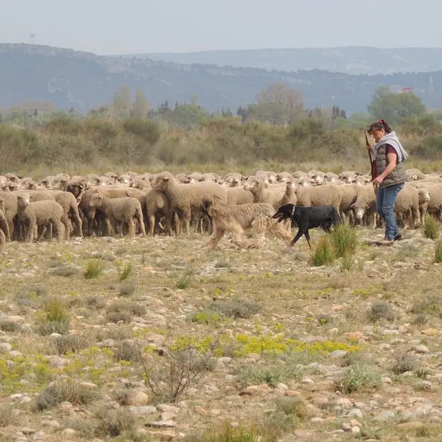 Crau sèche, Crau verte et pastoralisme_Grans