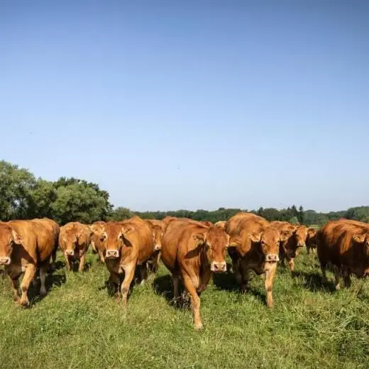 Visite de la ferme de Lusignat_Chevroux